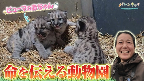 バトンタッチ　SDGsはじめてます 動物たちの命を伝える！「盛岡市動物公園 ZOOMO」