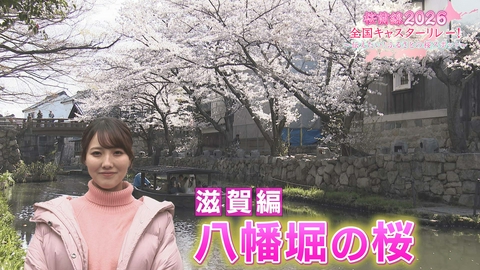 桜前線2026 全国キャスターリレー！ ～伝えたい！ふるさとの桜スポット～ 滋賀編「八幡堀の桜」