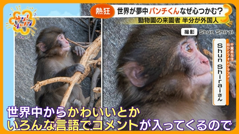 サン！シャイン 世界が夢中の子ザル・パンチくん！なぜ心つかむ