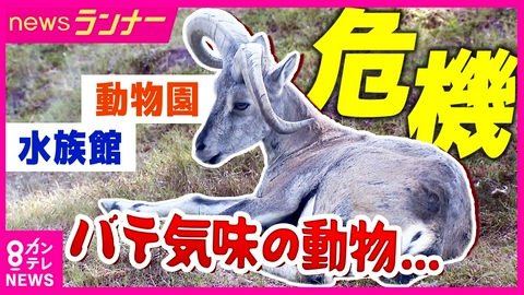 newsランナー 「オオカミも陰でぐったり…」動物たちを襲う酷暑　1000万円の“冷温パネル”導入の動物園も　暑さで来園者減る夏