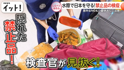 いわし11/11~16旅行のため発送不可 しらべてみたら】Live News イット！特集 8月6日(水)放送分 水際で日本