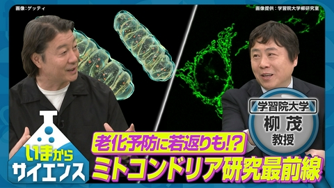 いまからサイエンス 世界が注目！ミトコンドリア×老化現象最前線 柳茂（学習院大学 理学部生命科学科 教授）