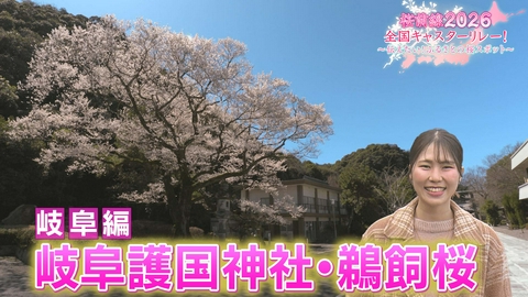 桜前線2026 全国キャスターリレー！ ～伝えたい！ふるさとの桜スポット～ 岐阜編「岐阜護国神社・鵜飼桜」
