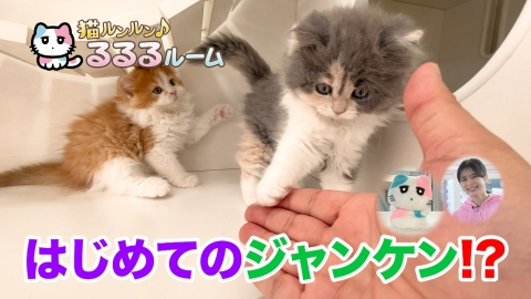 猫ルンルン♪るるるルーム 6月3日(月)放送分 かわいい子猫大集合