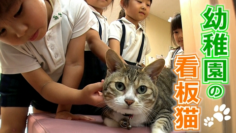 ねこ自慢 阿佐ヶ谷姉妹が幼稚園の看板猫を訪問▽海が見える絶景で暮らすニャンコ