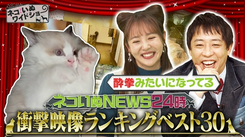 ネコいぬワイドショー ネコいぬ 衝撃映像ランキングベスト30 大発表！