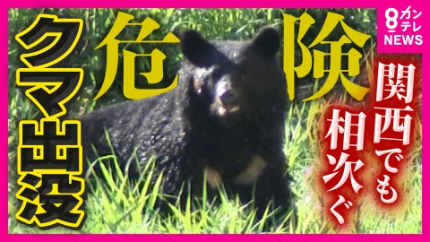 newsランナー 【関西でもクマ注意】“ここには生息してなかったのに”京都の「空白地」にもクマ出没！クマ被害は過去最悪に「夢にも思わなかった」と遭遇した男性　市はノウハウ足りず対策苦慮