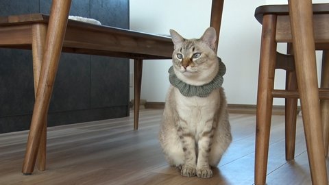 ねこ自慢 再生１０００万回のバズリ動画の猫の正体に迫る！保護猫が招き猫に豹変