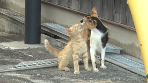 ♡1周年記念SALE♡じゃれねこちゃんとべっこう風　さばとら ♡1周年記念SALE♡じゃれねこちゃんとべっこう風さばとら