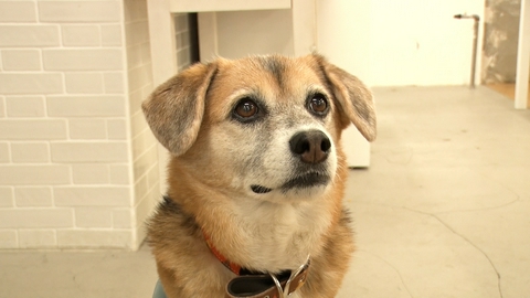 いぬじかん 島崎遥香が世界に一つだけの愛犬グッズ作成でテンション爆上がり！？
