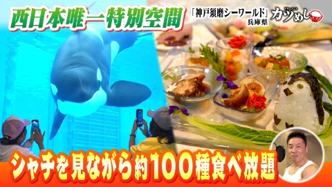 MBSニュース特集 【カツめし】シャチを見ながら約100種食べ放題！　神戸・須磨「須磨シーワールド」