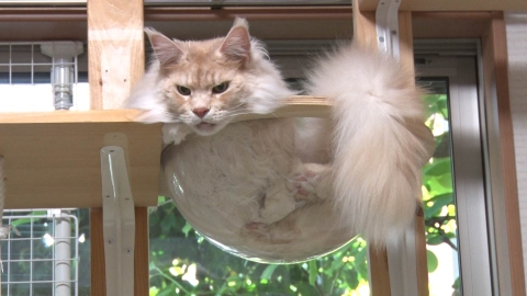 ねこ自慢 7月23日(水)放送分 サンシャイン池崎が猫ヨガに挑戦