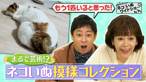 ネコいぬワイドショー 奇跡のチャームポイント！ネコいぬ模様コレクション/大阪・梅田 居酒屋の女将さんの地域ネコ活動