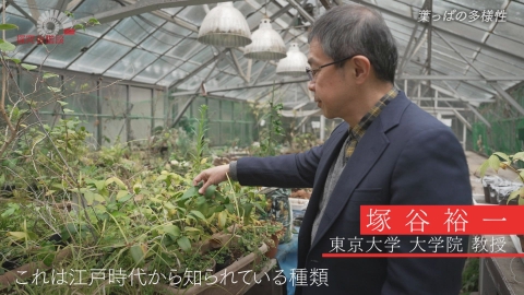 探究の階段 葉っぱの多様性／塚谷裕一（東京大学 大学院 教授）