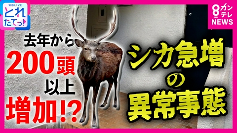 旬感LIVE とれたてっ！ 「観光客が栄養価の高い食べ物を…」奈良のシカ増加の原因は“エサ”　今年200頭以上増加　専門家「土砂流出など災害にも」