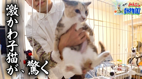 嗚呼!!みんなの動物園 みりちゃむ保護猫2匹&激かわ子猫ワカメにM-1たくろう