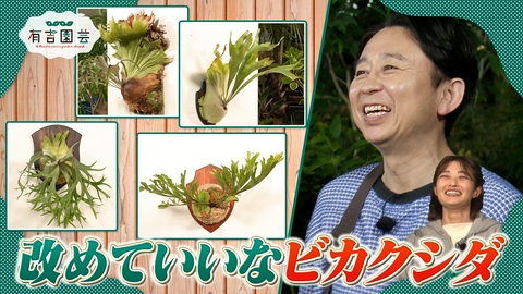 夢が咲く 有吉園芸～Road to start a garden shop～ 人気植物ビカクシダを学ぶ＆すぐマネできる園芸の裏ワザ