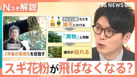 TBS NEWS DIG Powered by JNN 「雄花だけを枯らす」最新研究 スギ花粉が飛ばなくなる未来も…？【Nスタ】