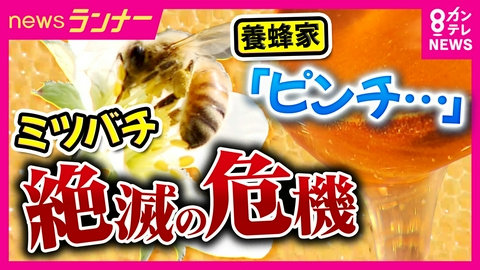 newsランナー 【ミツバチ激減】養蜂家「ピンチですね」 私たちの食卓にも大打撃!? 温暖化や寄生虫の増加などの影響で絶滅の恐れ　救世主は“ハエ”？