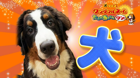 発見！仰天！！プレミアもん！！！ 土曜はダメよ！ これは家！？入り口はどこ！？何もかもが芸術的な家に潜入！