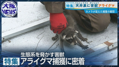 TVOやさしいニュース特集 全国で急増【アライグマ被害】生態系・衛生面のリスク…天井裏に潜む一家を捕獲!