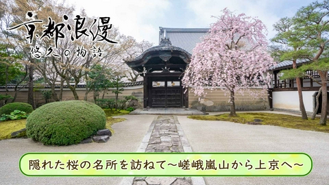 京都浪漫　悠久の物語 第191回「隠れた桜の名所を訪ねて～嵯峨嵐山から上京へ～」
