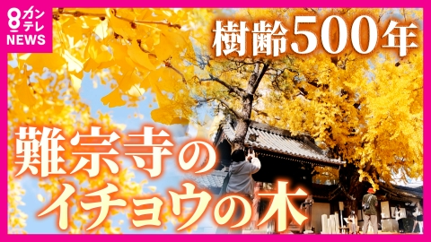 newsランナー 歴史を見守ってきた樹齢500年のイチョウ　“水を吸い上げる音が聞こえる”逸話も　今はインバウンド客も訪れる隠れた名所に