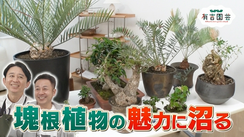 夢が咲く 有吉園芸～Road to start a garden shop～ 塊根植物の魅力に沼る
