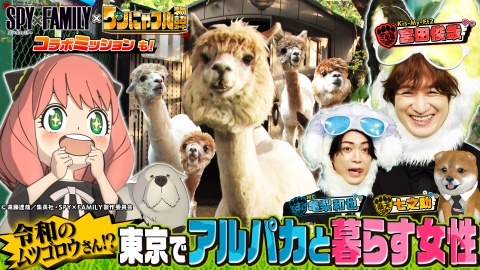 世界を救う！ワンにゃフル物語～柴と三毛と亀梨くん～ MC：亀梨和也！東京でアルパカ！？令和のムツゴロウ＆もののけ姫