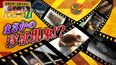 迷惑生物から住民を守れ！凄腕！危険生物バスターズ 危険生物バスターズ11「猛毒スズメバチVS凄腕バスター＆急増！凶暴クマ」