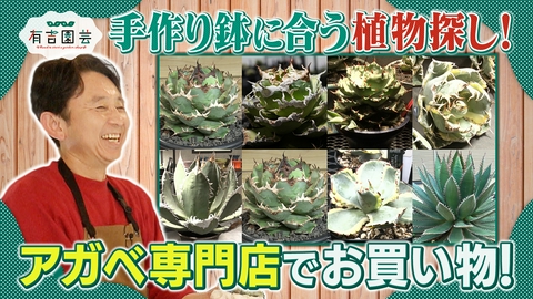 夢が咲く 有吉園芸～Road to start a garden shop～ 鉢に合う植物を求めて！今、注目のアガベ専門店へ