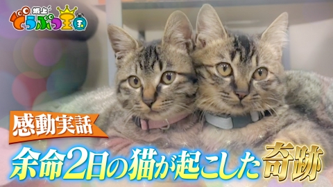 坂上どうぶつ王国 2月14日(金)放送分 リアル猫の恩返し！余命2日の猫が