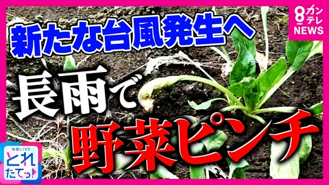旬感LIVE とれたてっ！ 「ほうれん草がほぼ全滅」異例の長雨で野菜が高騰　ブロッコリー価格は“約2倍”に　畑も耕せずミカン育たず…農家が悲鳴　新たな“台風”も発生へ