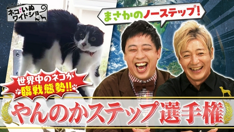 ネコいぬワイドショー やんのかステップ選手権 世界大会/殺処分ゼロを制定した台湾から！看板ネコ商店街＆お寺のフレンドリーネコ