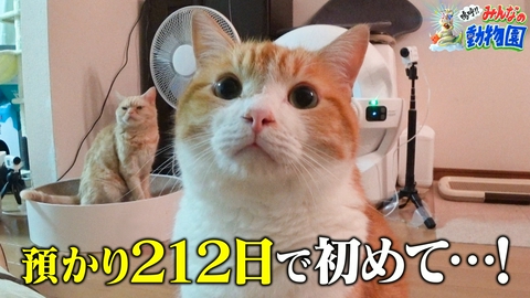 嗚呼!!みんなの動物園 みりちゃむ家のビビり猫が預かり212日で初めて…急成長!