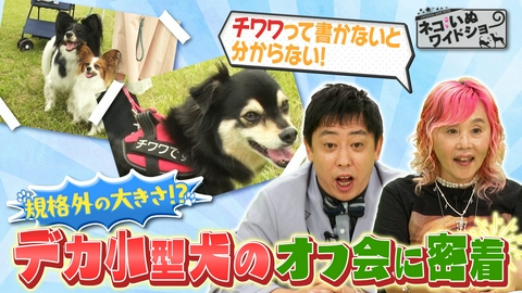 ネコいぬワイドショー 規格外にデカい小型犬オフ会/プロの技術で保護犬を救うボランティアトリミング