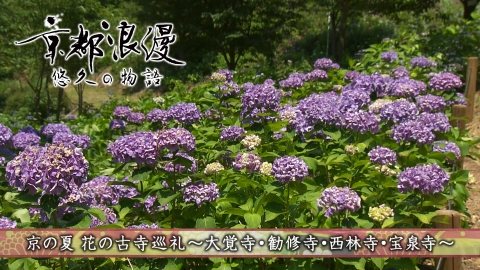 京都浪漫　悠久の物語 第176回「夏の花の古寺巡礼～大覚寺・勧修寺・西林寺・宝泉寺～」