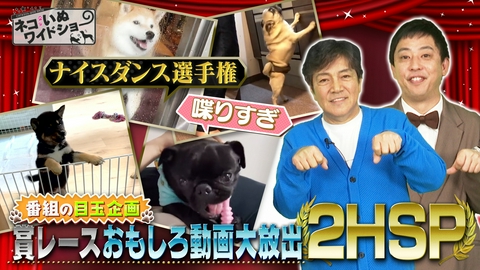ネコいぬワイドショー 番組目玉企画！喋り過ぎネコいぬを一挙公開！/眠らない街 歌舞伎町で愛される看板ネコ