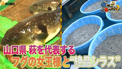 魚が食べたい！ ～地魚さがして3000港～ 魚の町・萩でフグの女王様や新鮮シラスに舌鼓！