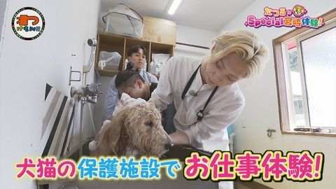 わけもん！！ 柴犬と散歩＆スマホの中身調査