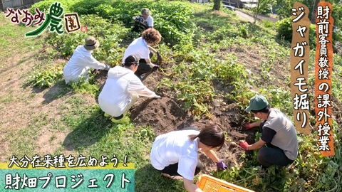 なおみ農園 財前客員教授による課外授業ジャガイモ掘り＆財来種を広めよう！財畑プロジェクト