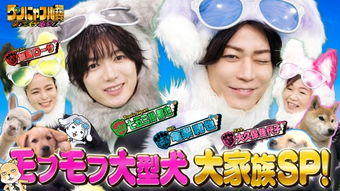 世界を救う！ワンにゃフル物語～柴と三毛と亀梨くん～ MC：亀梨和也！モフモフ！大型プードル大家族＆自宅アルパカ10頭夫婦