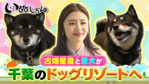 いぬじかん 愛犬も紫外線対策！？ワンコ用帽子の専門店へ！ドッグリゾートを紹介