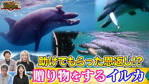 世界の何だコレ！？ミステリー 助けてもらった恩返し！？奇跡のイルカ