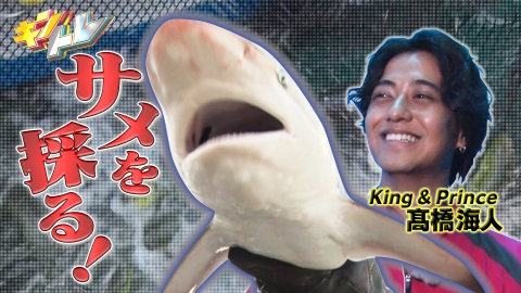 キントレ 10月21日(土)放送分 キンプリ髙橋が念願の水族館デビュー