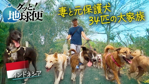 グッと！地球便 バリ島で34匹の保護犬と暮らすことになった料理長の息子へ