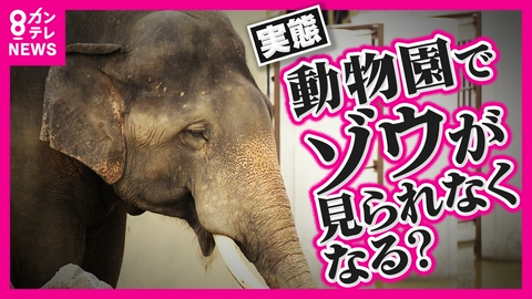 newsランナー 「食事は“コメ80合”」知られざるゾウ飼育の実態「ゾウを取るかほかの動物を取るか…」ゾウ飼育を断念する動物園が増加　食費は1日2万円にスペース確保に数億円