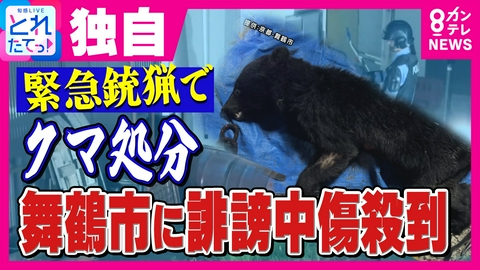 旬感LIVE とれたてっ！ 【独自音声】「頭悪い」「死んで」京都初の“緊急銃猟”でクマ処分の舞鶴市に“誹謗中傷”電話相次ぐ　舞鶴市長「本当に怒っています」SNSで「厳格な対応」表明