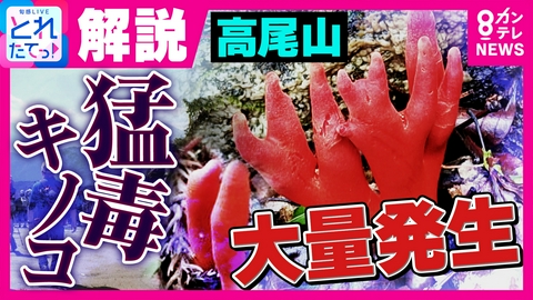 旬感LIVE とれたてっ！ 「触れると皮膚がただれ…食べて死亡例も」高尾山に“猛毒キノコ”カエンタケが大量発生　AI識別も「危険」!? 専門家が解説　危険は山だけでなく身近な公園にも