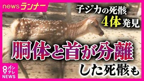 newsランナー 【緊急取材】「首と胴体が分離したものも」奈良公園で子ジカ4匹の死骸見つかる　一体何が？　人為的な場合「猟奇的な行為ではなく社会への“メッセージ”」と犯罪心理学の専門家